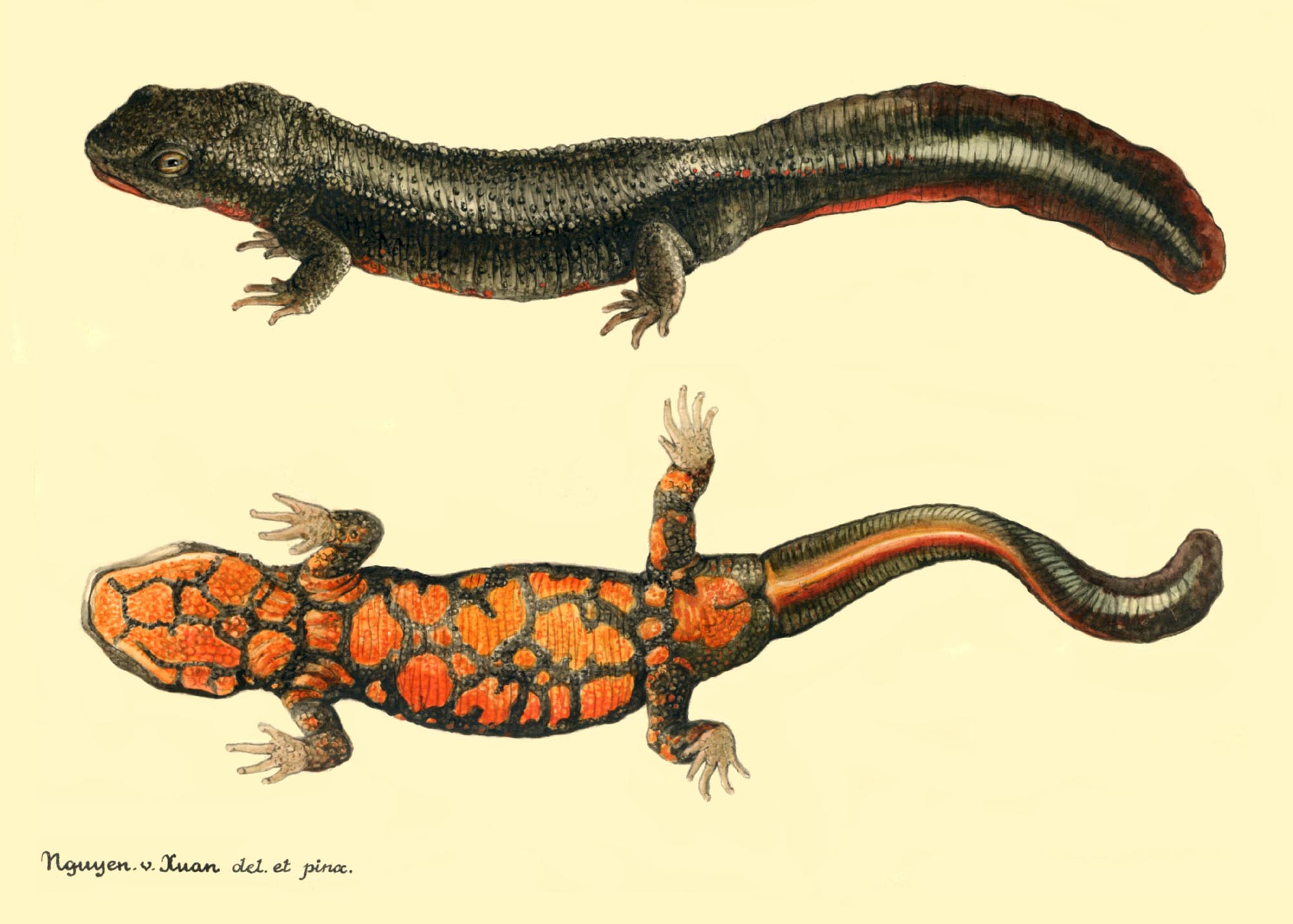 Paramesotriton Deloustali